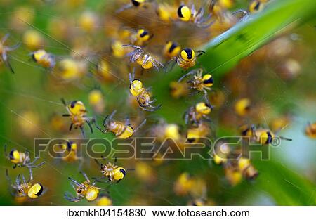 European Garden Spider (Araneus diadematus), spiderlings, Hesse, Germany, Europe View Large Photo Image Stock Image - European Garden Spider (Araneus diadematus), spiderlings, Hesse, Germany, Europe. Fotosearch