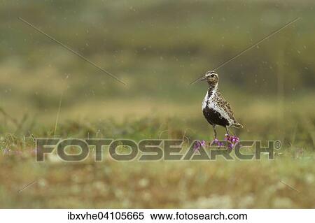 Stock Photography - European golden plover (Pluvialis apricaria) in the rain, on heather, Flatruet, Norway, Europe. Fotosearch