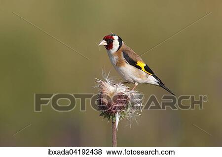 European Goldfinch (Carduelis carduelis) perched on a Musk Thistle (Carduus nutans), Lake Neusiedl, Burgenland, Austria, Europe View Large Photo Image Stock Photo - European Goldfinch (Carduelis carduelis) perched on a Musk Thistle (Carduus nutans), Lake Neusiedl, Burgenland, Austria, Europe. Fotosearch