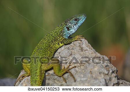 European Green Lizard (Lacerta viridis) male in breeding plumage basking on rocks, Balaton Felvideki Nemzeti Park, Lake Balaton, Hungary, Europe View Large Photo Image Stock Image - European Green Lizard (Lacerta viridis) male in breeding plumage basking on rocks, Balaton Felvideki Nemzeti Park, Lake Balaton, Hungary, Europe. Fotosearch