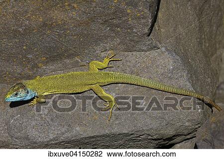 European Green Lizard (Lacerta viridis) male in breeding plumage basking on rocks, Balaton Felvideki Nemzeti Park, Lake Balaton, Hungary, Europe View Large Photo Image Stock Image - European Green Lizard (Lacerta viridis) male in breeding plumage basking on rocks, Balaton Felvideki Nemzeti Park, Lake Balaton, Hungary, Europe. Fotosearch