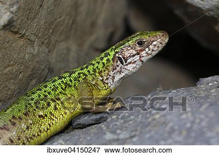 Stock Photo - European Green Lizard (Lacerta viridis) female basking on rocks, Balaton Felvideki Nemzeti Park, Lake Balaton, Hungary, Europe. Fotosearch