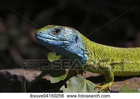 European Green Lizard (Lacerta viridis) male in breeding plumage basking on rocks, Balaton Felvideki Nemzeti Park, Lake Balaton, Hungary, Europe View Large Photo Image Stock Photograph - European Green Lizard (Lacerta viridis) male in breeding plumage basking on rocks, Balaton Felvideki Nemzeti Park, Lake Balaton, Hungary, Europe. Fotosearch
