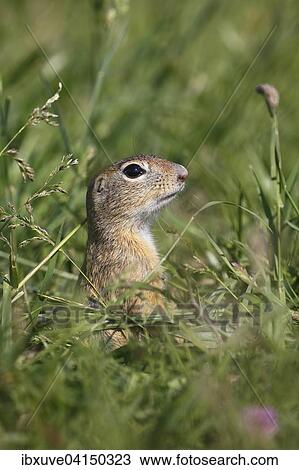 European ground squirrel or European souslik (Spermophilus citellus) looking out of its earthworks in a meadow, Balaton Uplands National Park, Balaton-felvideki Nemzeti Park, Lake Balaton, Hungary, Europe View Large Photo Image Stock Image - European ground squirrel or European souslik (Spermophilus citellus) looking out of its earthworks in a meadow, Balaton Uplands National Park, Balaton-felvideki Nemzeti Park, Lake Balaton, Hungary, Europe. Fotosearch