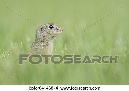 Picture - European ground squirrel (Spermophilus citellus) in a meadow, Lower Austria, Austria, Europe. Fotosearch