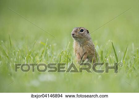 European ground squirrel (Spermophilus citellus) in a meadow, Lower Austria, Austria, Europe View Large Photo Image Picture - European ground squirrel (Spermophilus citellus) in a meadow, Lower Austria, Austria, Europe. Fotosearch