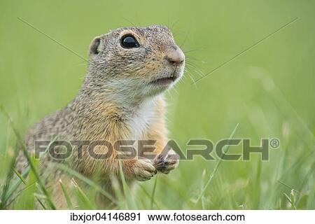European ground squirrel (Spermophilus citellus) in a meadow, Lower Austria, Austria, Europe View Large Photo Image Stock Image - European ground squirrel (Spermophilus citellus) in a meadow, Lower Austria, Austria, Europe. Fotosearch