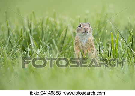 European ground squirrel (Spermophilus citellus) in a meadow, Lower Austria, Austria, Europe View Large Photo Image Stock Photo - European ground squirrel (Spermophilus citellus) in a meadow, Lower Austria, Austria, Europe. Fotosearch