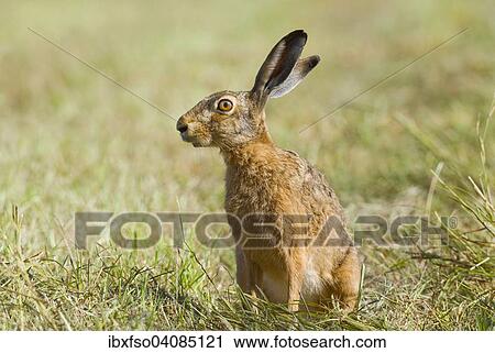 European Hare (Lepus europaeus) on a meadow, alert, Lower Saxony, Germany, Europe View Large Photo Image Stock Image - European Hare (Lepus europaeus) on a meadow, alert, Lower Saxony, Germany, Europe. Fotosearch