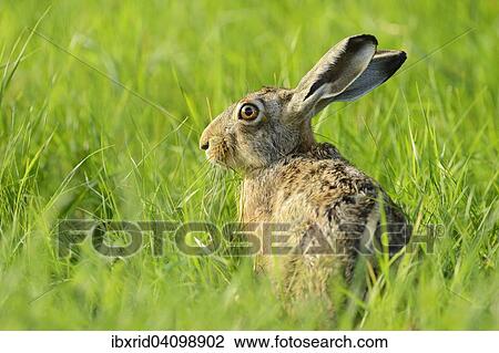 European Hare (Lepus europaeus) sitting in the grass, North Rhine-Westphalia, Germany, Europe View Large Photo Image Stock Image - European Hare (Lepus europaeus) sitting in the grass, North Rhine-Westphalia, Germany, Europe. Fotosearch