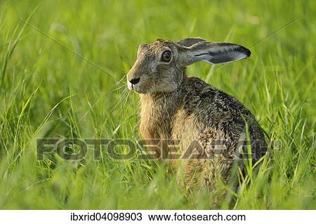 European Hare (Lepus europaeus) sitting in the grass, North Rhine-Westphalia, Germany, Europe View Large Photo Image Stock Image - European Hare (Lepus europaeus) sitting in the grass, North Rhine-Westphalia, Germany, Europe. Fotosearch