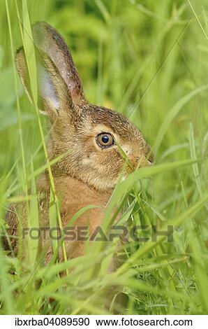 European Hare or Brown Hare (Lepus europaeus), leveret in tall grass, North Rhine-Westphalia, Germany, Europe View Large Photo Image Stock Image - European Hare or Brown Hare (Lepus europaeus), leveret in tall grass, North Rhine-Westphalia, Germany, Europe. Fotosearch