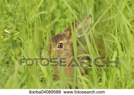 European Hare or Brown Hare (Lepus europaeus), leveret in tall grass, North Rhine-Westphalia, Germany, Europe View Large Photo Image Stock Photo - European Hare or Brown Hare (Lepus europaeus), leveret in tall grass, North Rhine-Westphalia, Germany, Europe. Fotosearch