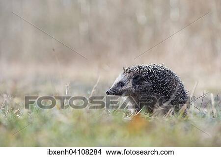 European hedgehog (Erinaceus europaeus), Emsland, Lower Saxony, Germany, Europe View Large Photo Image Picture - European hedgehog (Erinaceus europaeus), Emsland, Lower Saxony, Germany, Europe. Fotosearch