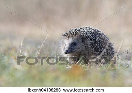 Stock Image - European hedgehog (Erinaceus europaeus), Emsland, Lower Saxony, Germany, Europe. Fotosearch