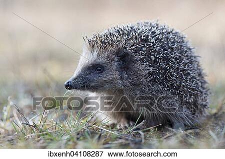 European hedgehog (Erinaceus europaeus), Emsland, Lower Saxony, Germany, Europe View Large Photo Image Stock Photo - European hedgehog (Erinaceus europaeus), Emsland, Lower Saxony, Germany, Europe. Fotosearch