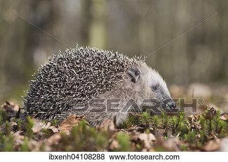 European hedgehog (Erinaceus europaeus), Emsland, Lower Saxony, Germany, Europe View Large Photo Image Stock Photo - European hedgehog (Erinaceus europaeus), Emsland, Lower Saxony, Germany, Europe. Fotosearch
