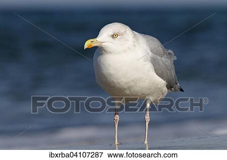 European herring gull (Larus argentatus) on a Baltic Sea beach, Mecklenburg-Western Pomerania, Germany, Europe View Large Photo Image Stock Photo - European herring gull (Larus argentatus) on a Baltic Sea beach, Mecklenburg-Western Pomerania, Germany, Europe. Fotosearch