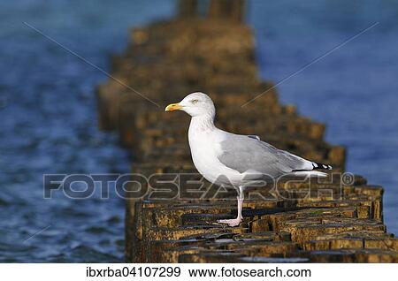 Stock Photo - European herring gull (Larus argentatus) on a wooden groyne, Baltic Sea, Mecklenburg-Western Pomerania, Germany, Europe. Fotosearch