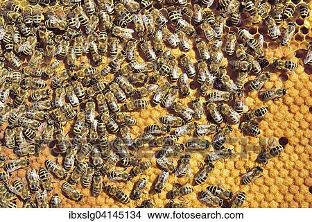 European Honey Bees (Apis mellifera var. carnica) on honeycomb with capped brood cells, Bavaria, Germany, Europe View Large Photo Image Picture - European Honey Bees (Apis mellifera var. carnica) on honeycomb with capped brood cells, Bavaria, Germany, Europe. Fotosearch