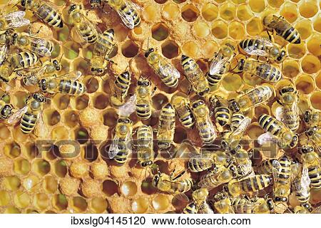 European Honey Bees (Apis mellifera var. carnica) during brood care on honeycomb with bee larvae, Bavaria, Germany, Europe View Large Photo Image Stock Image - European Honey Bees (Apis mellifera var. carnica) during brood care on honeycomb with bee larvae, Bavaria, Germany, Europe. Fotosearch