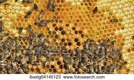 European Honey Bees (Apis mellifera var. carnica) during brood care on honeycomb with bee larvae, Bavaria, Germany, Europe View Large Photo Image Stock Image - European Honey Bees (Apis mellifera var. carnica) during brood care on honeycomb with bee larvae, Bavaria, Germany, Europe. Fotosearch