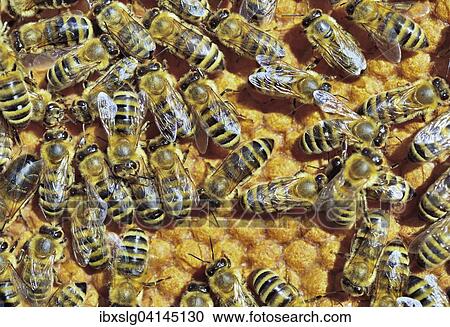 European Honey Bees (Apis mellifera var. carnica) on honeycomb with capped brood cells, Bavaria, Germany, Europe View Large Photo Image Stock Image - European Honey Bees (Apis mellifera var. carnica) on honeycomb with capped brood cells, Bavaria, Germany, Europe. Fotosearch