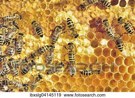European Honey Bees (Apis mellifera var. carnica) on honeycomb with fresh honey in cells, Bavaria, Germany, Europe View Large Photo Image Stock Photo - European Honey Bees (Apis mellifera var. carnica) on honeycomb with fresh honey in cells, Bavaria, Germany, Europe. Fotosearch