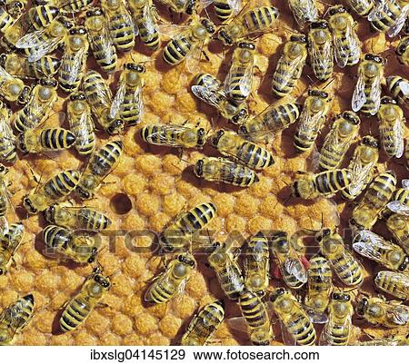 European Honey Bees (Apis mellifera var. carnica) on honeycomb with capped brood cells, Bavaria, Germany, Europe View Large Photo Image Stock Photo - European Honey Bees (Apis mellifera var. carnica) on honeycomb with capped brood cells, Bavaria, Germany, Europe. Fotosearch