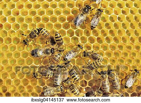 European Honey Bees (Apis mellifera var. carnica), workers and drone on freshly built honeycomb, Bavaria, Germany, Europe View Large Photo Image Stock Photo - European Honey Bees (Apis mellifera var. carnica), workers and drone on freshly built honeycomb, Bavaria, Germany, Europe. Fotosearch