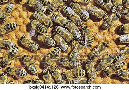 European Honey Bees (Apis mellifera var. carnica) on honeycomb with capped brood cells, Bavaria, Germany, Europe View Large Photo Image Stock Photograph - European Honey Bees (Apis mellifera var. carnica) on honeycomb with capped brood cells, Bavaria, Germany, Europe. Fotosearch