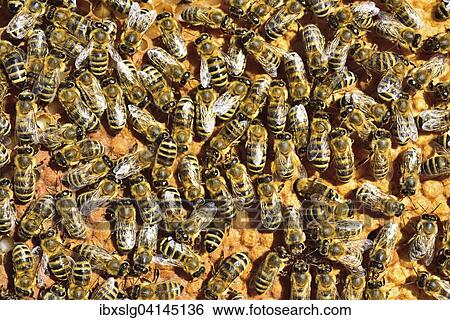 European Honey Bees (Apis mellifera var. carnica) on honeycomb with capped brood cells, Bavaria, Germany, Europe View Large Photo Image Stock Photograph - European Honey Bees (Apis mellifera var. carnica) on honeycomb with capped brood cells, Bavaria, Germany, Europe. Fotosearch