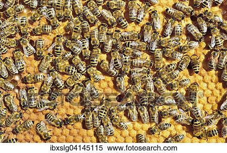 European Honey Bees (Apis mellifera var. carnica) on honeycomb with capped brood cells, Bavaria, Germany, Europe View Large Photo Image Stock Photography - European Honey Bees (Apis mellifera var. carnica) on honeycomb with capped brood cells, Bavaria, Germany, Europe. Fotosearch