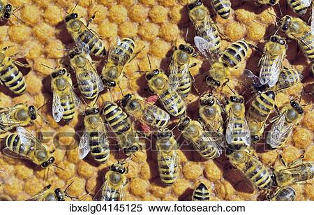 European Honey Bees (Apis mellifera var. carnica), one bee with red pollen packs from a wisteria, on honeycomb with capped brood cells, Bavaria, Germany, Europe View Large Photo Image Stock Photography - European Honey Bees (Apis mellifera var. carnica), one bee with red pollen packs from a wisteria, on honeycomb with capped brood cells, Bavaria, Germany, Europe. Fotosearch