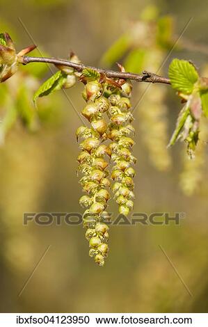 European Hornbeam (Carpinus betulus), male inflorescences, Lower Saxony, Germany, Europe View Large Photo Image Stock Image - European Hornbeam (Carpinus betulus), male inflorescences, Lower Saxony, Germany, Europe. Fotosearch