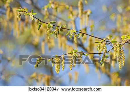 European Hornbeam (Carpinus betulus), male inflorescences, Lower Saxony, Germany, Europe View Large Photo Image Stock Photo - European Hornbeam (Carpinus betulus), male inflorescences, Lower Saxony, Germany, Europe. Fotosearch