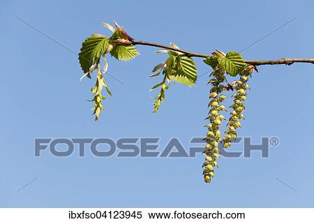 European Hornbeam (Carpinus betulus), female flowers, left, and male catkins, right, Lower Saxony, Germany, Europe View Large Photo Image Stock Photography - European Hornbeam (Carpinus betulus), female flowers, left, and male catkins, right, Lower Saxony, Germany, Europe. Fotosearch