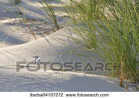 European marram grass or beachgrass (Ammophila arenaria) on a sand dune, Mecklenburg-Western Pomerania, Germany, Europe View Large Photo Image Stock Image - European marram grass or beachgrass (Ammophila arenaria) on a sand dune, Mecklenburg-Western Pomerania, Germany, Europe. Fotosearch