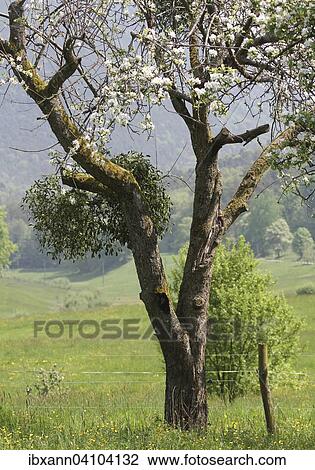 European mistletoe (Viscum album), parasite, Modenbachtal, Southern Palatinate, Palatinate, Rhineland-Palatinate, Germany, Europe View Large Photo Image Stock Image - European mistletoe (Viscum album), parasite, Modenbachtal, Southern Palatinate, Palatinate, Rhineland-Palatinate, Germany, Europe. Fotosearch