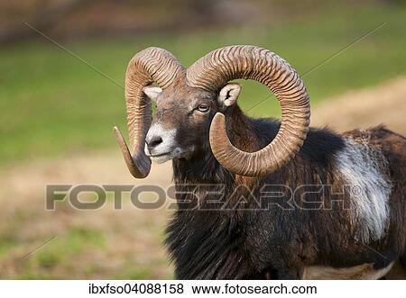European Mouflon (Ovis ammon musimon), ram, captive, Bavaria, Germany, Europe View Large Photo Image Stock Photo - European Mouflon (Ovis ammon musimon), ram, captive, Bavaria, Germany, Europe. Fotosearch