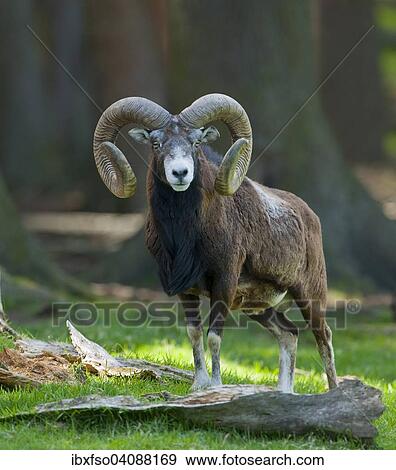 European Mouflon (Ovis ammon musimon), ram, captive, Lower Saxony, Germany, Europe View Large Photo Image Stock Photo - European Mouflon (Ovis ammon musimon), ram, captive, Lower Saxony, Germany, Europe. Fotosearch