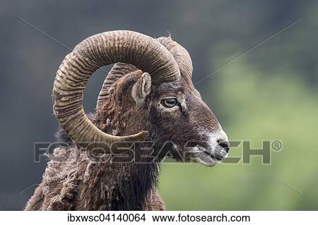 European mouflon (Ovis orientalis musimon), captive, Saarland, Germany, Europe View Large Photo Image Picture - European mouflon (Ovis orientalis musimon), captive, Saarland, Germany, Europe. Fotosearch