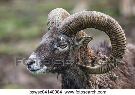 European mouflon (Ovis orientalis musimon), captive, Saarland, Germany, Europe View Large Photo Image Picture - European mouflon (Ovis orientalis musimon), captive, Saarland, Germany, Europe. Fotosearch
