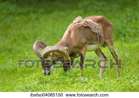 European Mouflon (Ovis orientalis musimon), ram moulting, grazing, captive, Bavaria, Germany, Europe View Large Photo Image Stock Image - European Mouflon (Ovis orientalis musimon), ram moulting, grazing, captive, Bavaria, Germany, Europe. Fotosearch