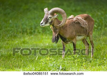 European Mouflon (Ovis orientalis musimon), ram moulting, grazing, captive, Bavaria, Germany, Europe View Large Photo Image Stock Image - European Mouflon (Ovis orientalis musimon), ram moulting, grazing, captive, Bavaria, Germany, Europe. Fotosearch