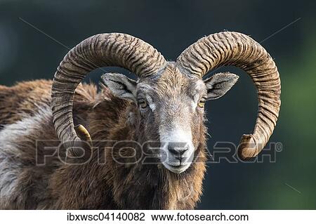 Stock Image - European mouflon (Ovis orientalis musimon), captive, Saarland, Germany, Europe. Fotosearch