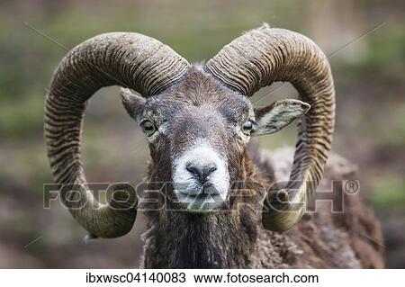 European mouflon (Ovis orientalis musimon), captive, Saarland, Germany, Europe View Large Photo Image Stock Image - European mouflon (Ovis orientalis musimon), captive, Saarland, Germany, Europe. Fotosearch