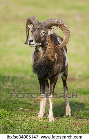 European Mouflon (Ovis orientalis musimon), ram, captive, Bavaria, Germany, Europe View Large Photo Image Stock Photo - European Mouflon (Ovis orientalis musimon), ram, captive, Bavaria, Germany, Europe. Fotosearch