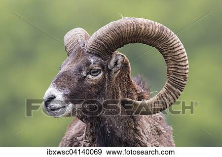 European mouflon (Ovis orientalis musimon), captive, Saarland, Germany, Europe View Large Photo Image Stock Photo - European mouflon (Ovis orientalis musimon), captive, Saarland, Germany, Europe. Fotosearch