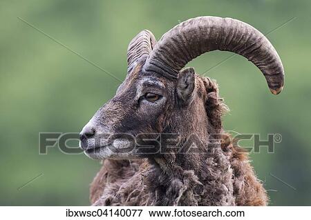European mouflon (Ovis orientalis musimon), captive, Saarland, Germany, Europe View Large Photo Image Stock Photo - European mouflon (Ovis orientalis musimon), captive, Saarland, Germany, Europe. Fotosearch